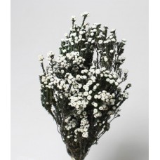PHYLICA PRESERVED 12-22" White